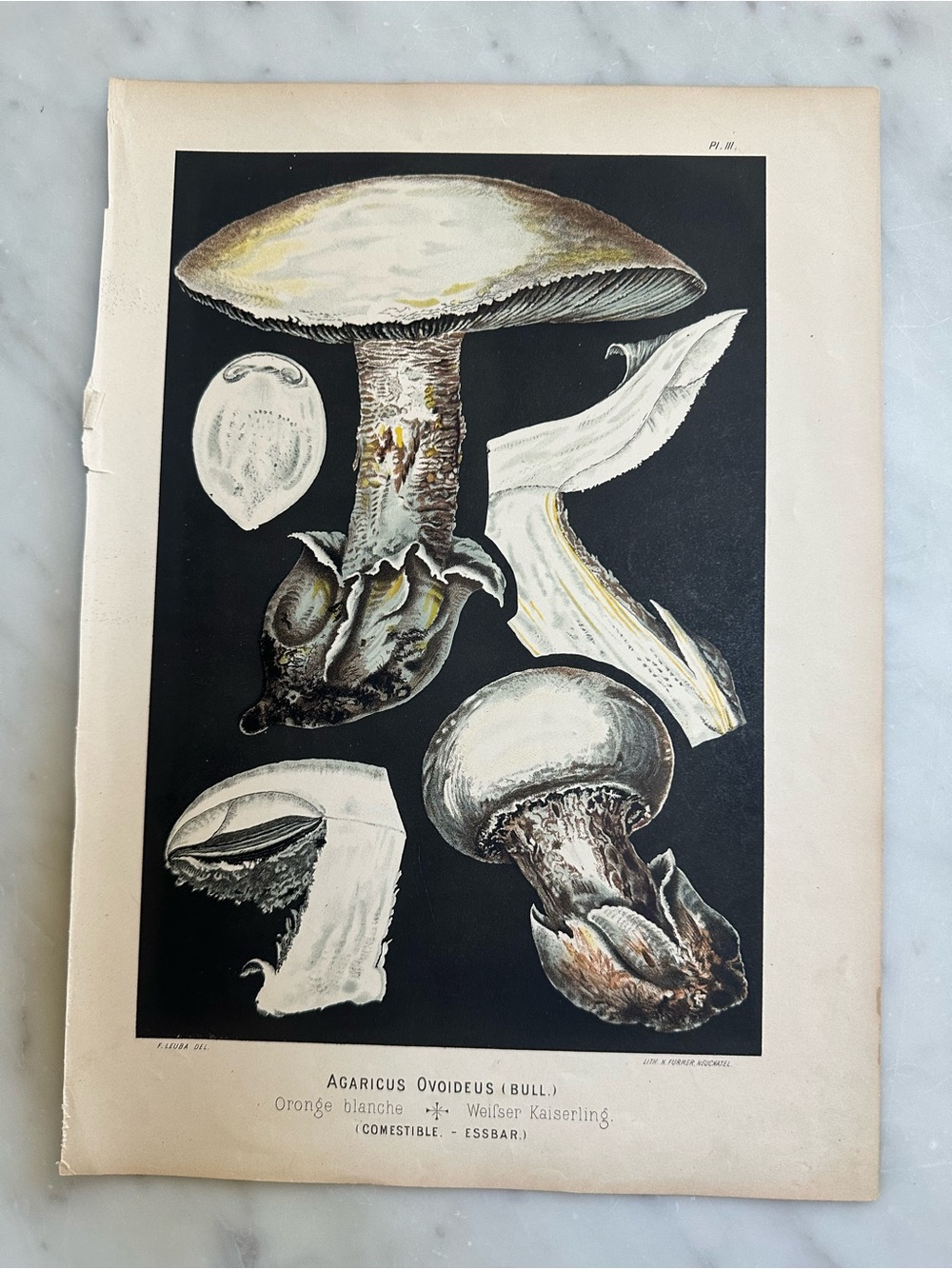 1890 Fritz Leuba Mushroom chromolithograph plate